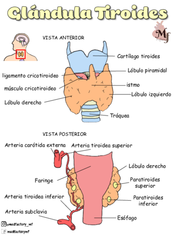 glandula-tiroides-medfactory.pdf