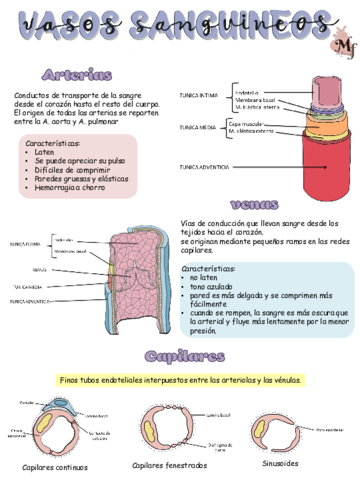 vasos-sanguineos-esquema.pdf