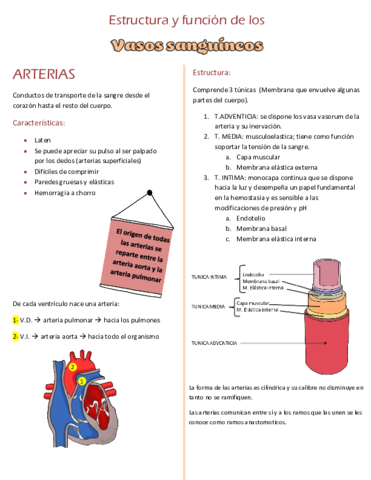 vasos-sanguineos.pdf