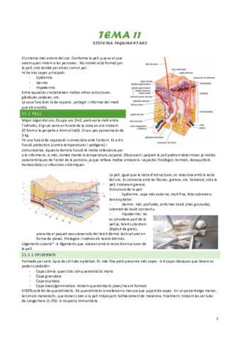 tema-11-sistema-tegumentari.pdf