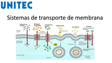 Sistemas-de-transporte-4.pdf