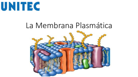 3-La-Membrana-Plasmatica.pdf