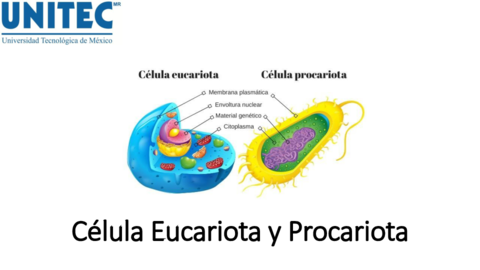 Celula-Eucariota-y-Procariota-2.pdf