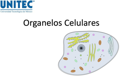 Organelos-Celulares-5.pdf