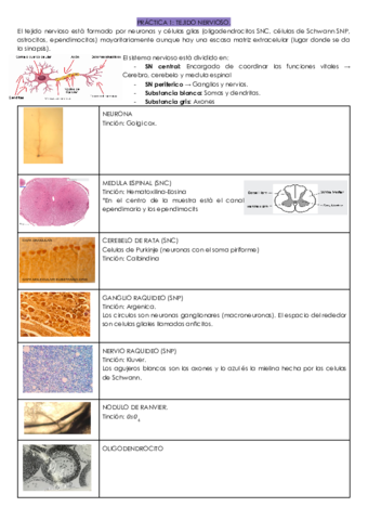RECOPILACIO-VISUM-FINAL-HISTOLOGIA-1.pdf