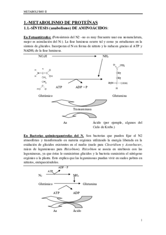 metabolismo-ii.pdf