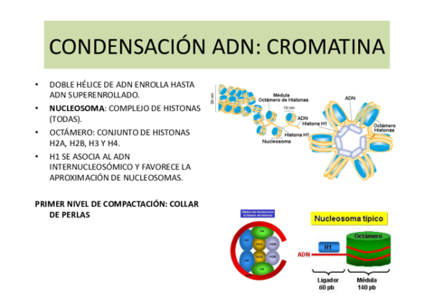 CICLO-CELULAR.pdf