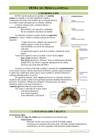 TEMA 14. Médula espinal