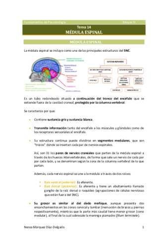 Tema-14-Medula-espinal.pdf