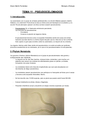 TEMA-11-PSEUDOCELOMADOS.pdf