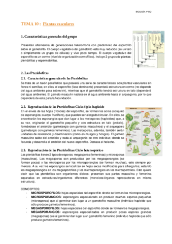 Tema-10-Plantas-vasculares.pdf