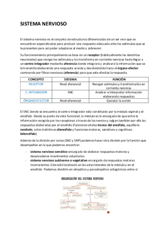 SISTEMA-NERVIOSO.pdf
