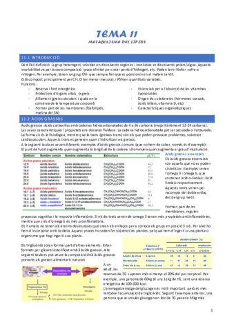 tema-11-metabolisme-dels-lipids.pdf