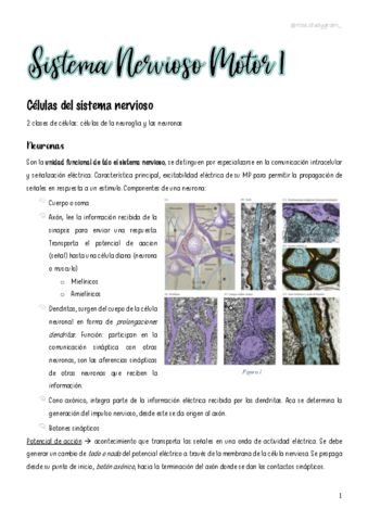 T7-Sistema Nervioso Motor 1.pdf