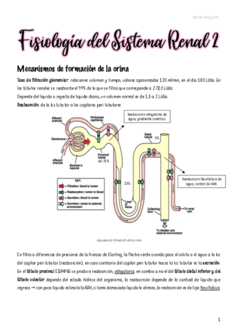 T25-Fisiologia-Renal-2.pdf