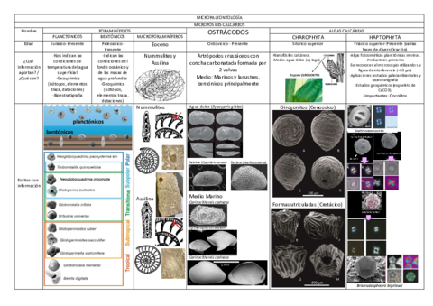 Practica-6-Paleo-Micropaleontologia.pdf