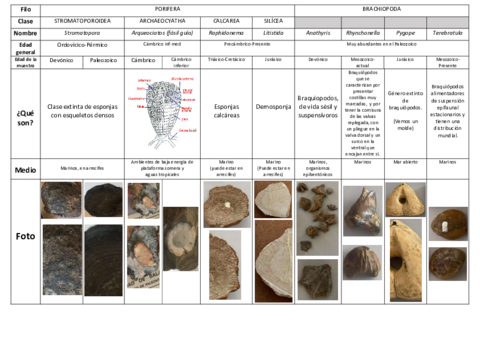 Practica-2-Paleo-Poriferos-Cnidarios-y-Braquiopodos.pdf
