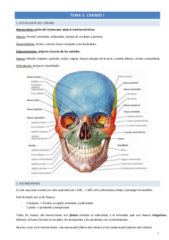 apuntes-craneo.pdf