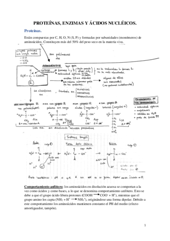Proteinas-enzimas-y-acidos-nucleicos.pdf