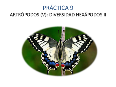 HEXÁPODOS II.pdf