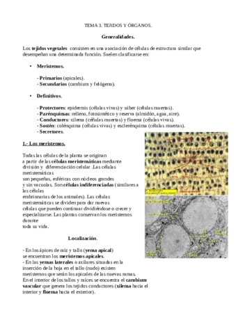 Tema-3-Biologia-Vegetal.pdf