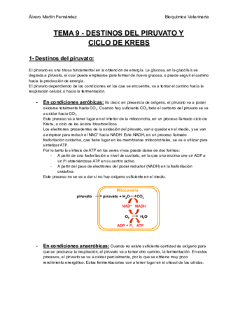 TEMA-9-DESTINOS-DEL-PIRUVATO-Y-CICLO-DE-KREBS.pdf