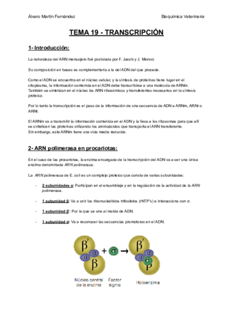 TEMA-19-TRANSCRIPCION.pdf