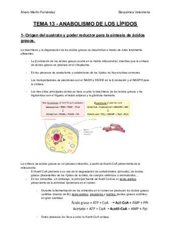TEMA-13-ANABOLISMO-DE-LOS-LIPIDOS.pdf