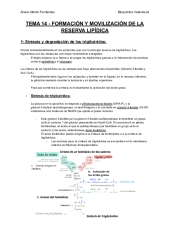 TEMA-14-FORMACION-Y-MOVILIZACION-DE-LA-RESERVA-LIPIDICA.pdf