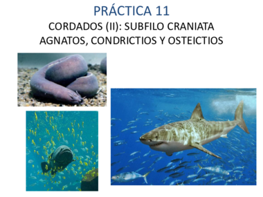 AGNATOS CONDRICTIOS Y OSTEICTIOS.pdf