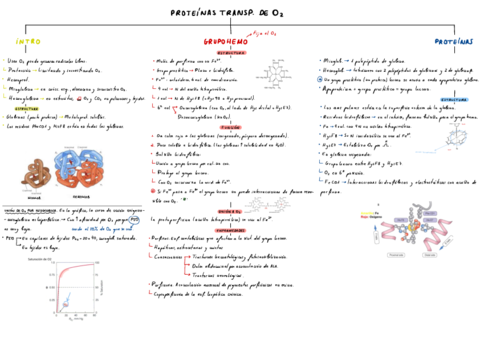 T3-Proteinas-Transportadoras-De-O2.pdf