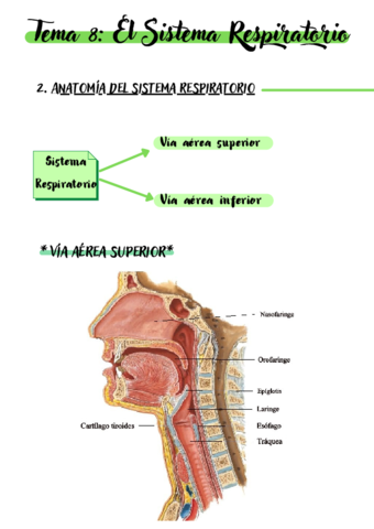 Tema-8-El-Sistema-Respiratorio.pdf
