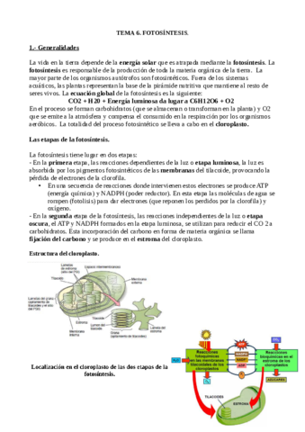 Tema-6-Biologia-Vegetal.pdf