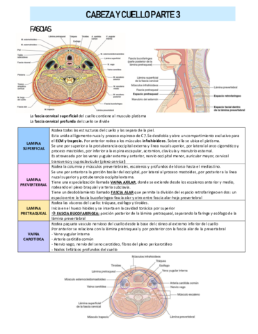 CABEZA-Y-CUELLO-PARTE-3.pdf