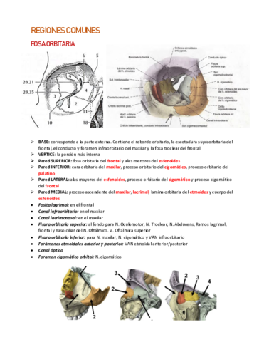 REGIONES-COMUNES-CABEZA-y-ARTRO.pdf