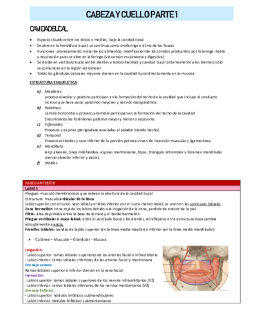 CABEZA-Y-CUELLO-PARTE-1.pdf