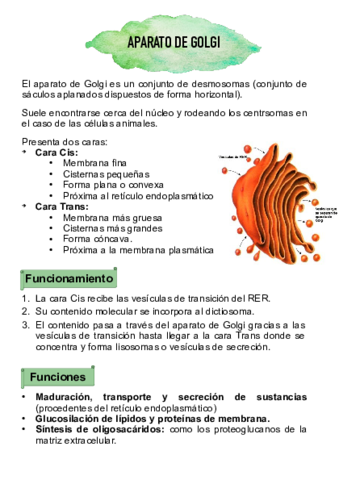 Aparato-de-Golgi.pdf