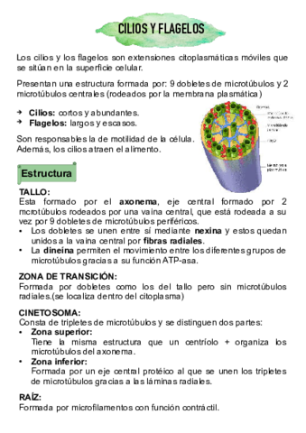 Cilios-y-flagelos.pdf