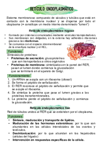reticulo-endoplasmatico.pdf