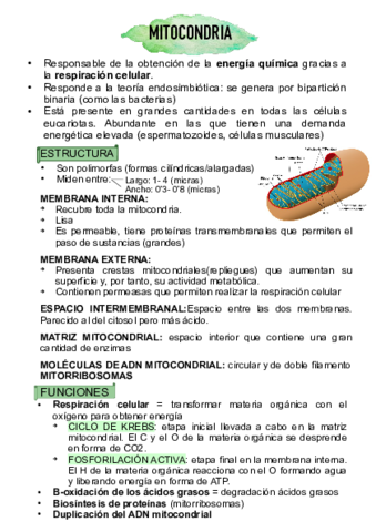 mitocondria.pdf