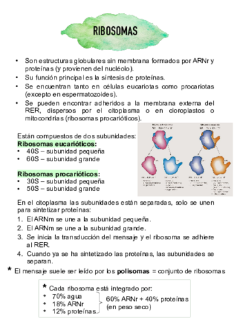 ribosomas.pdf