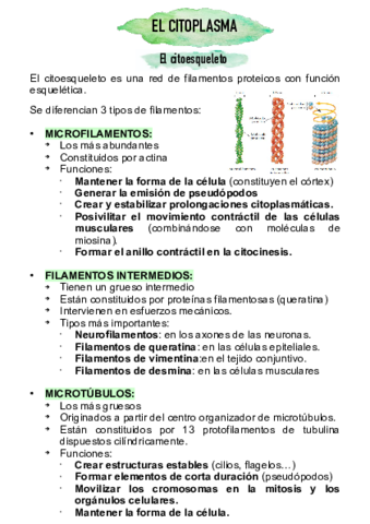 citoplasma1.pdf