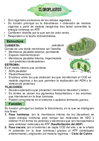 cloroplastos.pdf