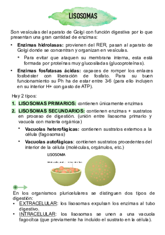 lisosomas.pdf