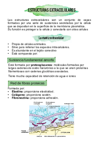 estructuras-extracelulares-1.pdf