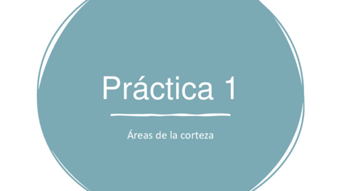 Practica-1-Areas-de-la-corteza.pdf