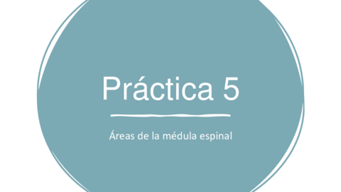 Practica-5-Areas-de-la-medula-espinal.pdf