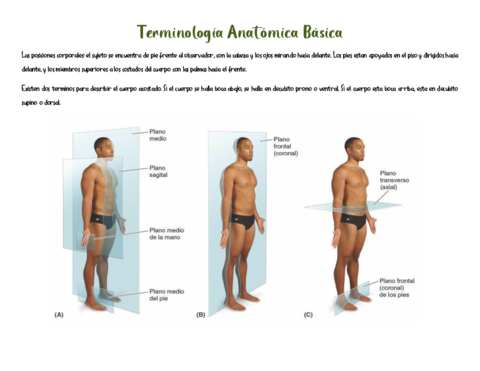 Terminologia-Anatomica-Basica.pdf