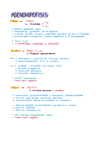 Esquema-sistema-endocrino.pdf