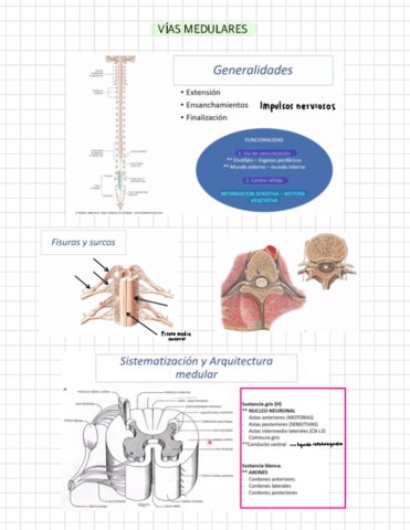 Vias-medulares-y-neurofisiologia-de-la-vision-.pdf